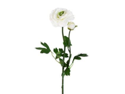 ranunculus