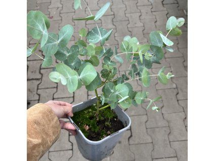 Eukalyptus květináč