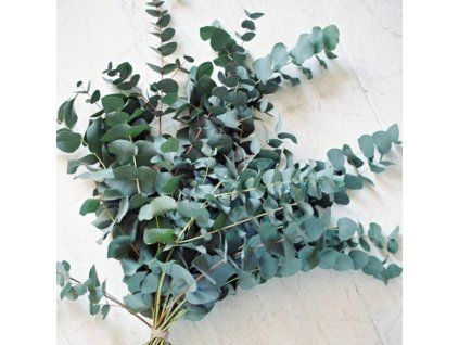 Eukalyptus cinerea svazek 50cm