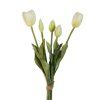 tulip bile