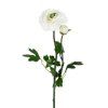 ranunculus