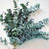 Eukalyptus cinerea svazek 50cm